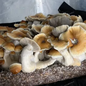 Large side angle flush of hillbilly pumpkin cubensis mushrooms in a tub