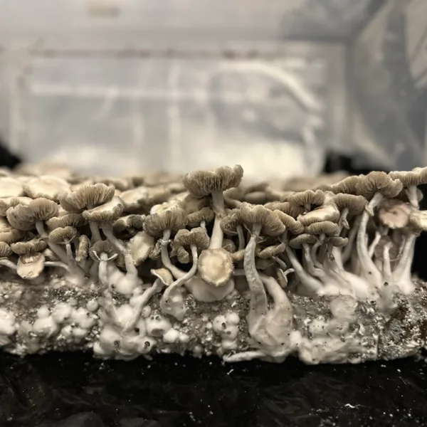 Large flush of leucistic burma cubensis mushrooms in a tub