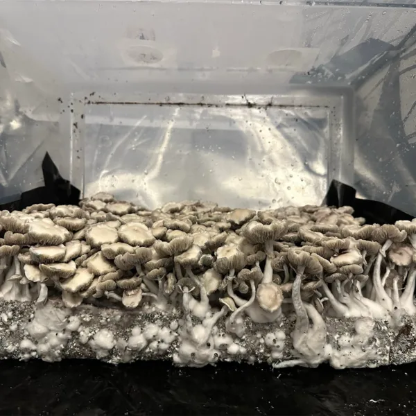 Large flush of leucistic burma cubensis mushrooms in a tub