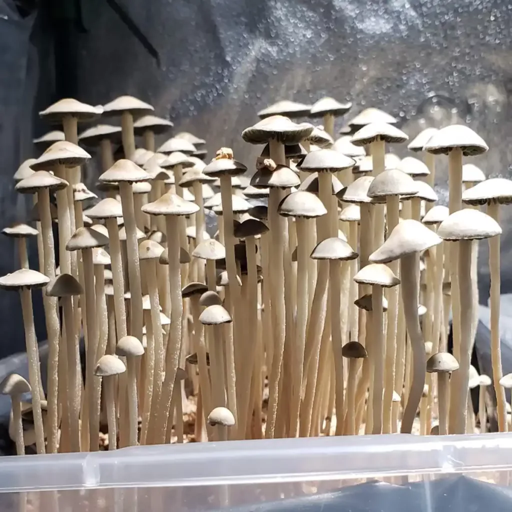 sideview of white panaeolus cyanescens mushrooms in tub