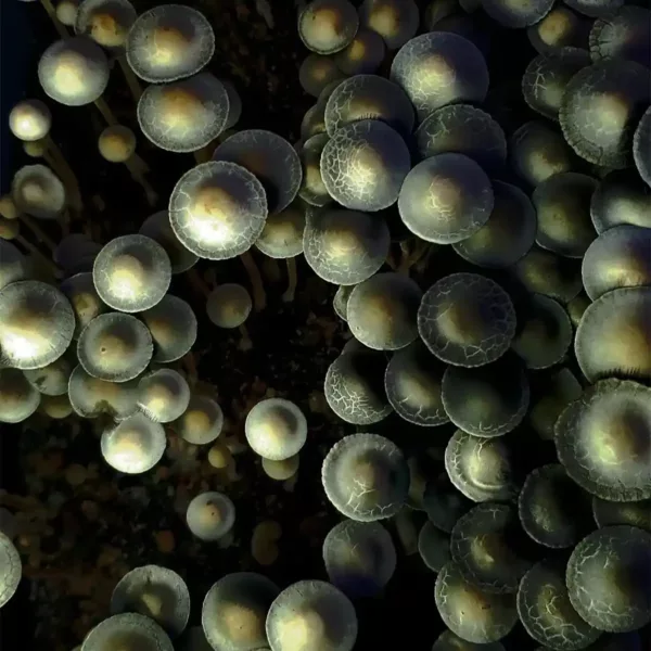 top view of panaeolus cyanescens mushrooms in tub
