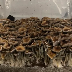 Large flush of elephant gate cubensis mushrooms in a tub