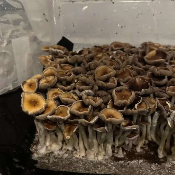 Large flush of elephant gate cubensis mushrooms in a tub