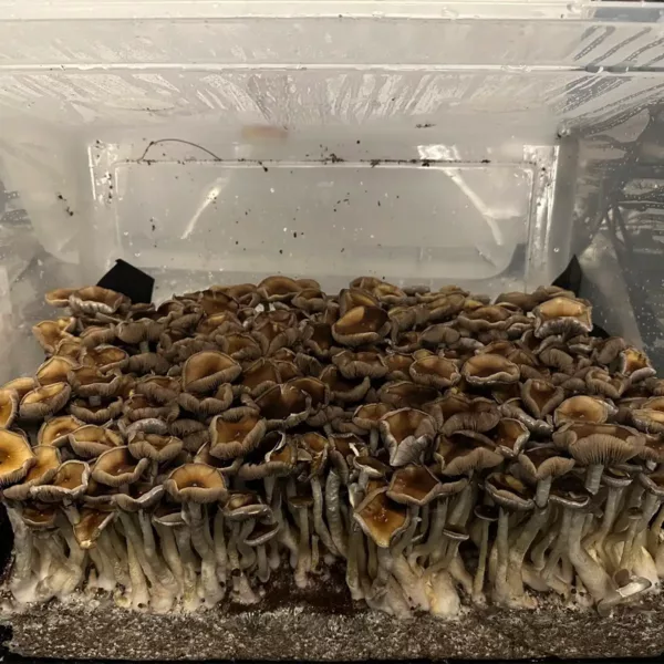 Large flush of elephant gate cubensis mushrooms in a tub
