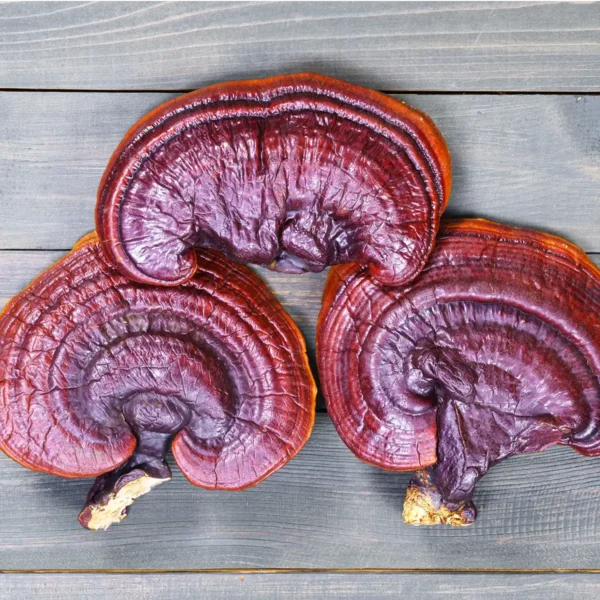 Large cluster of ganoderma lucidum mushrooms on a table