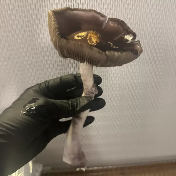Large ecuador cubensis mushrooms in hand with black glove