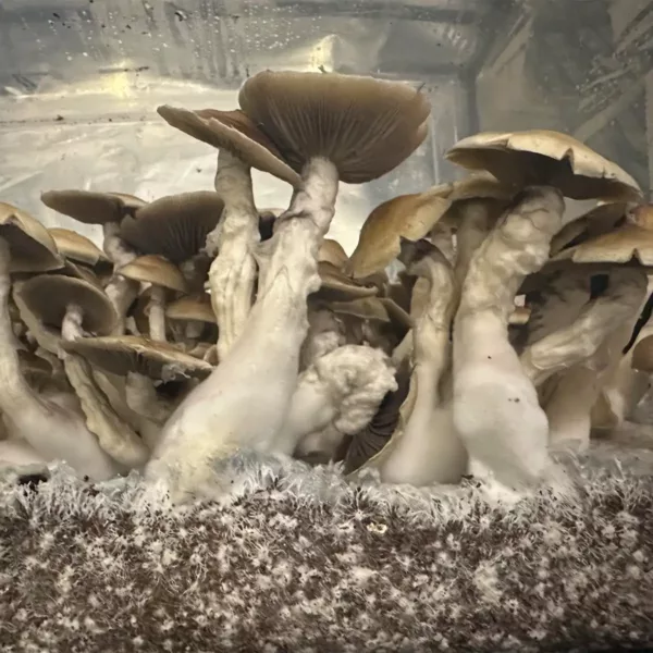 Large flush of ecuador cubensis mushrooms in a tub