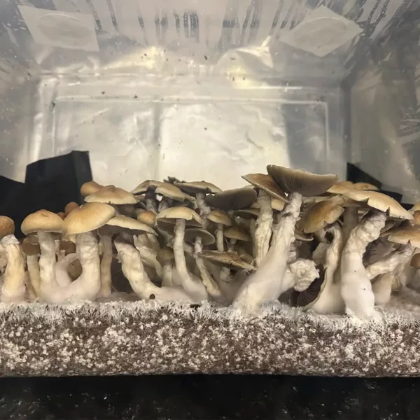 Large flush of ecuador cubensis mushrooms in a tub