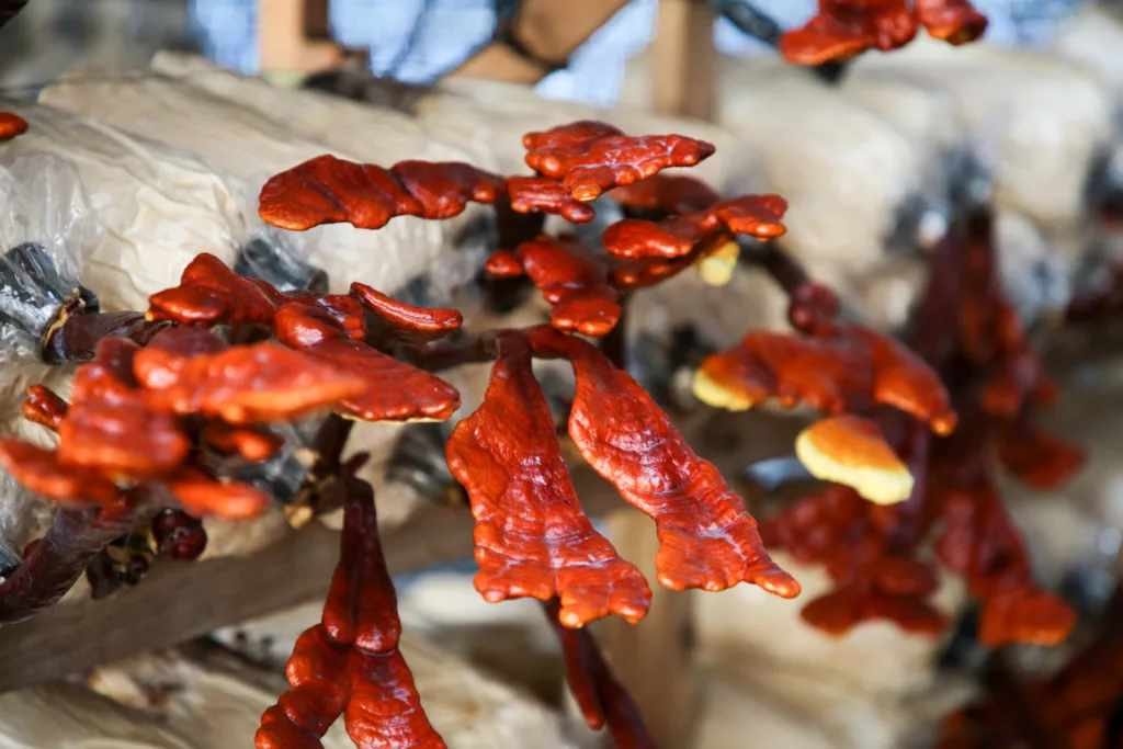 Large cluster of ganoderma lucidum mushrooms in a grow bag