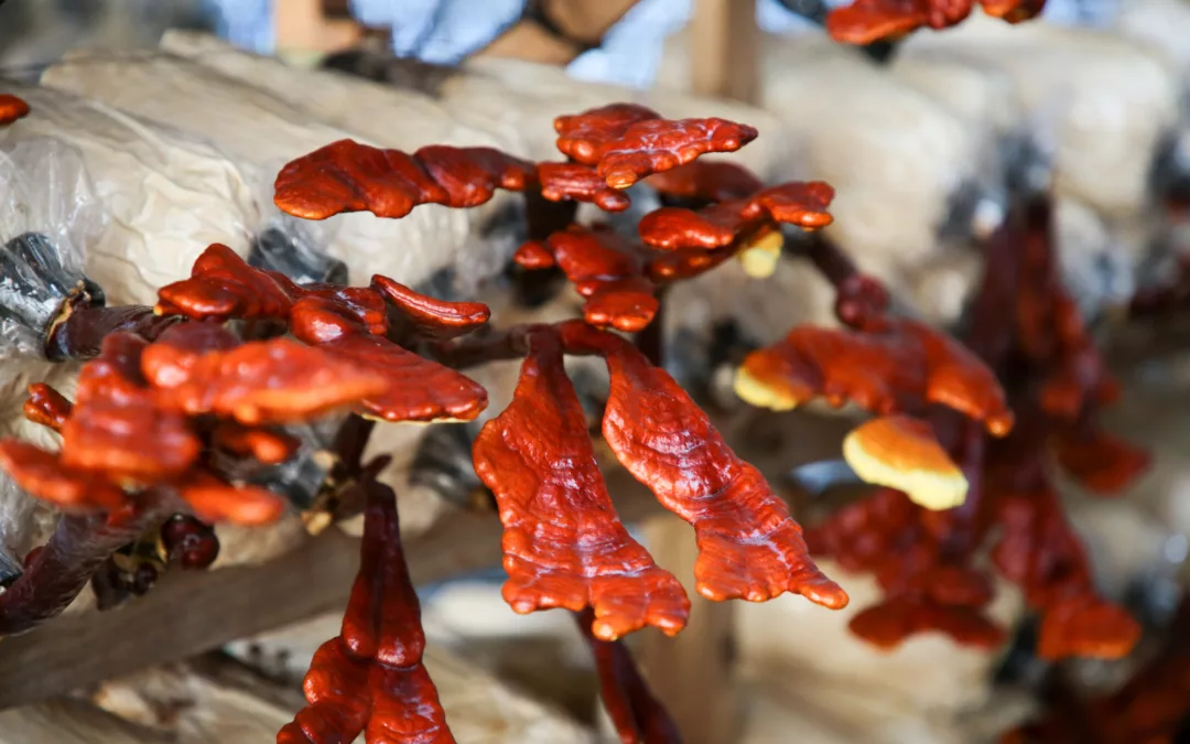 The Mushroom of Immortality: Learn About Medicinal Reishi Mushrooms