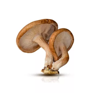 Large cluster of shiitake mushrooms with white backround