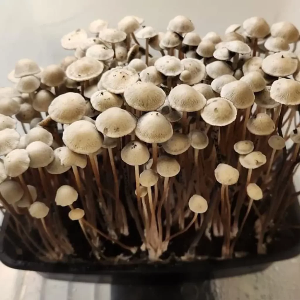 Large flush of grasstree panaeolus cyanescens mushrooms in a tub