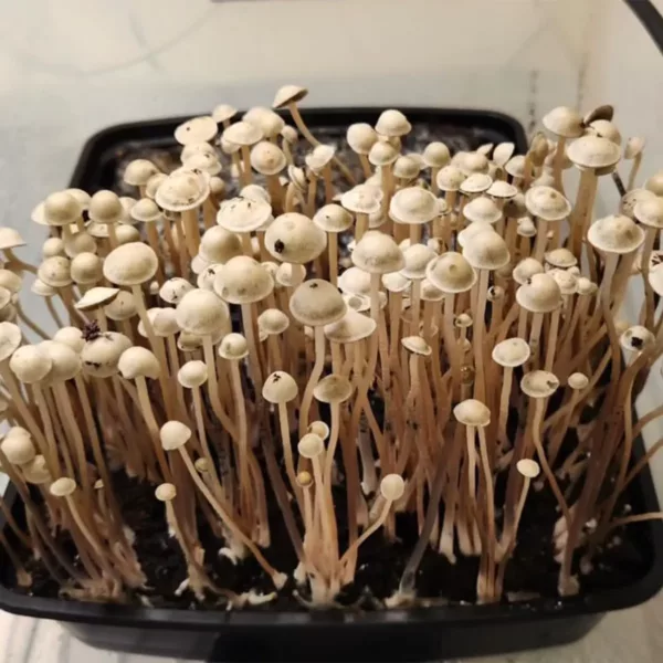Large flush of grasstree panaeolus cyanescens mushrooms in a tub