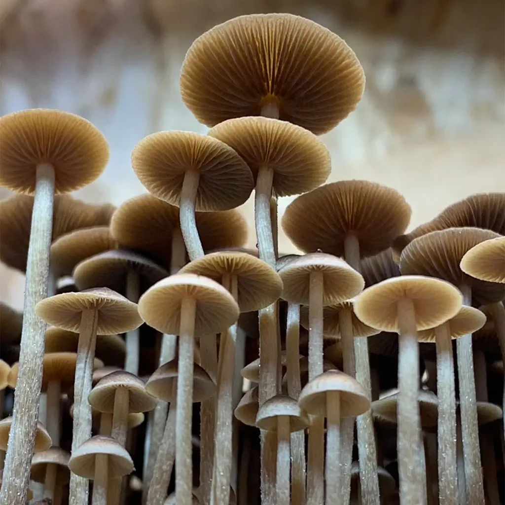 Large flush of psilocybe mexicana mushrooms in a tub