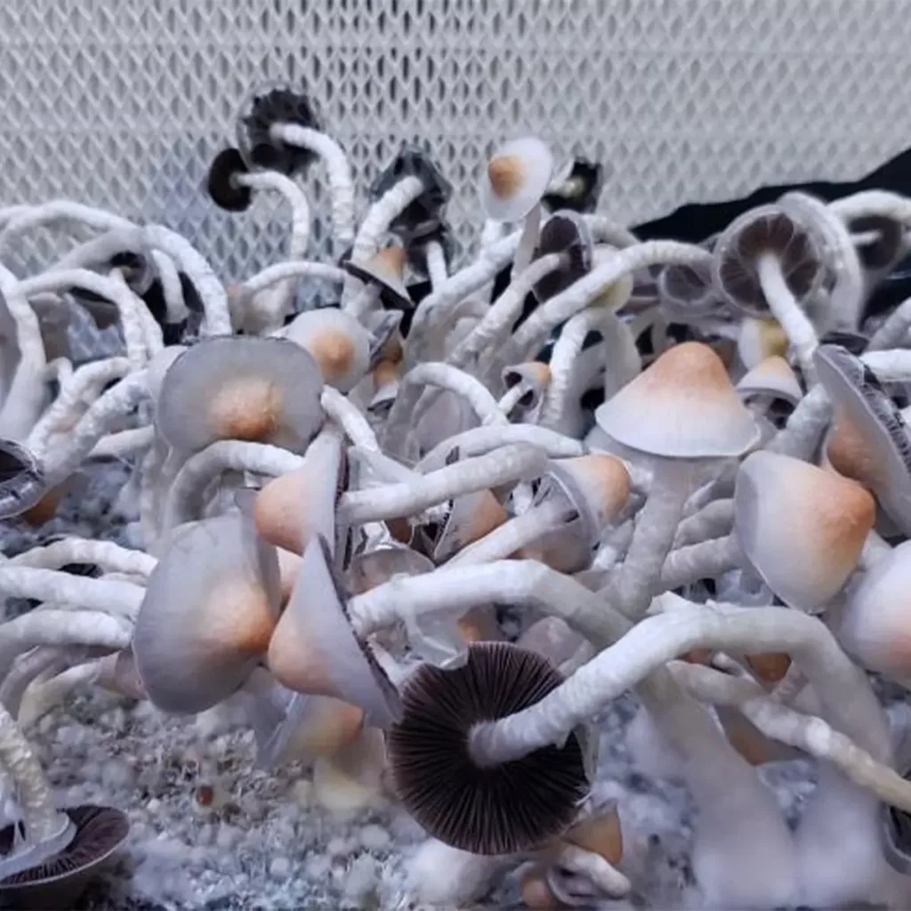 Large flush of Yellow Umbo cubensis x natalensis mushrooms in a tub