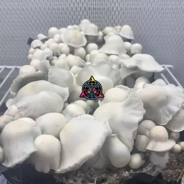 Large flush of AMVP cubensis mushrooms in a tub
