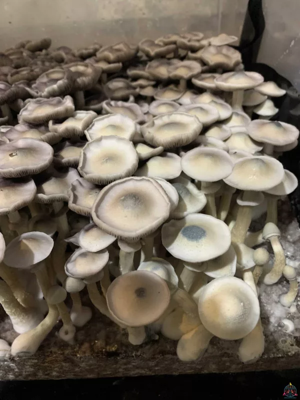 Large flush of Ape Revert cubensis mushrooms in a tub
