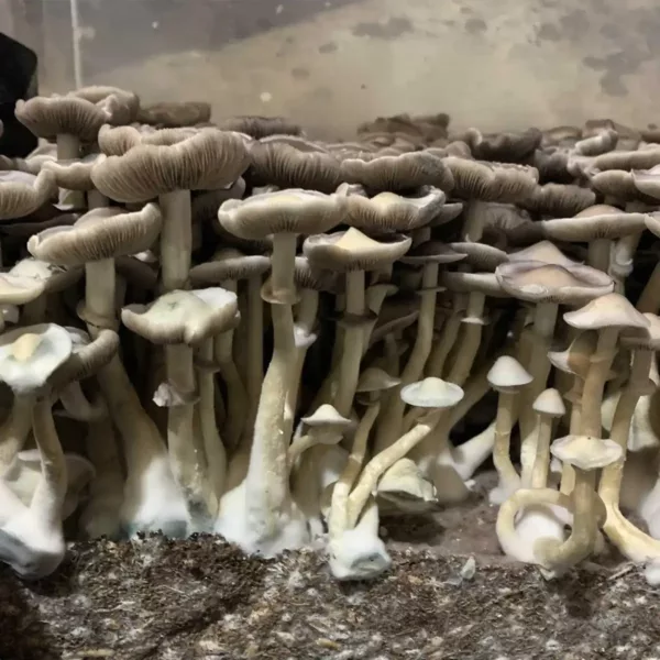 Large flush of Ape Revert cubensis mushrooms in a tub