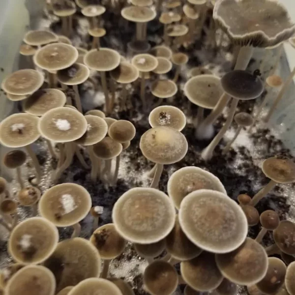 Large flush of panaeolus bisporus mushrooms in a tub