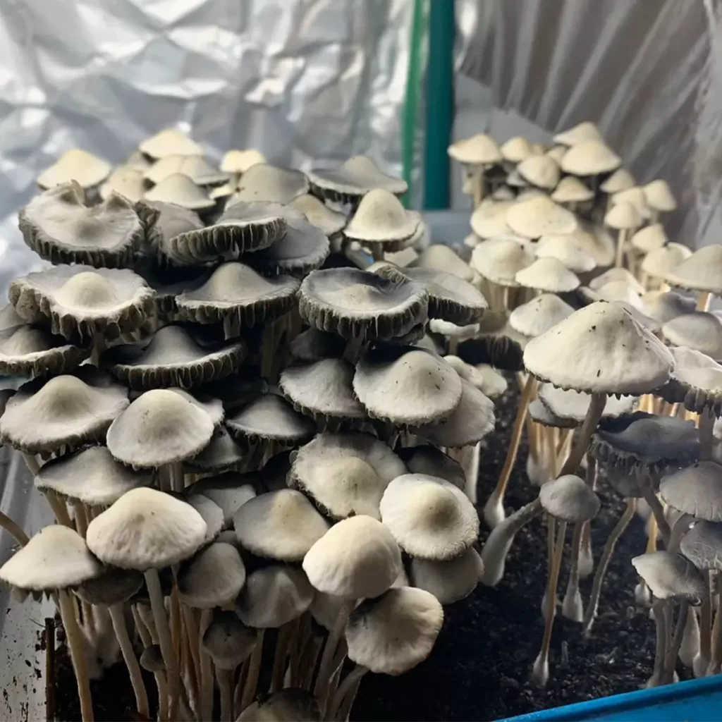 Large flush of panaeolus cyanescens peace river mushrooms in a tub