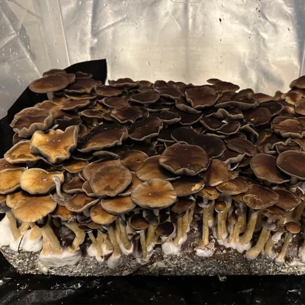 Large flush of koh samui cubensis mushrooms in a tub