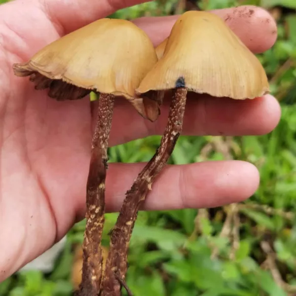 Large flush of psilocybe zapotecorum mushrooms in grass