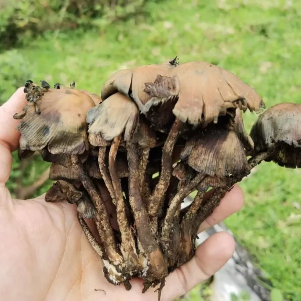 Large flush of psilocybe zapotecorum mushrooms in grass