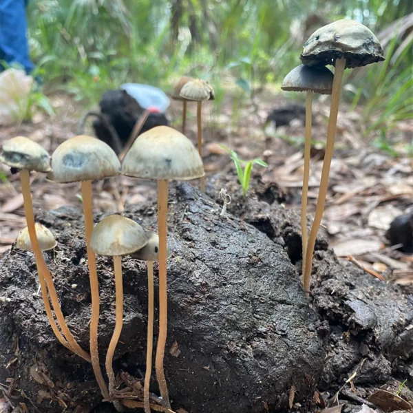 Large flush of panaeolus cyanescens debary mushrooms in dung