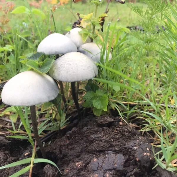 Large flush of panaeolus cyanescens debary mushrooms in dung