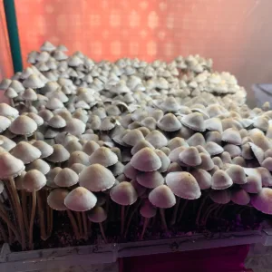 Large flush of panaeolus cyanescens nec'd isolated syringe mushrooms in dung