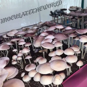 Large flush of panaeolus cyanescens PHV isolated syringe mushrooms in dung