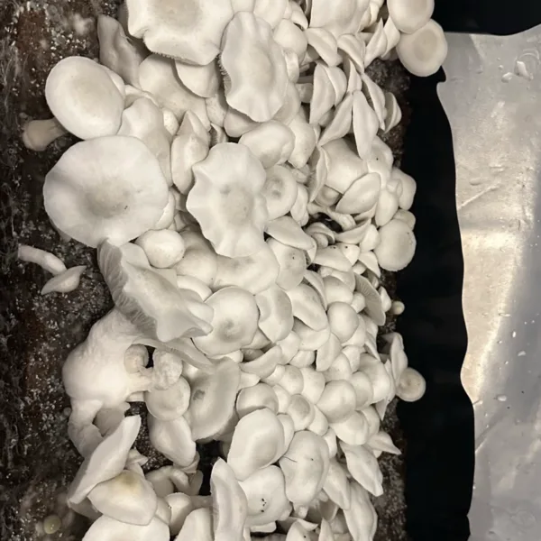 Large flush of ape white cubensis mushrooms in a tub