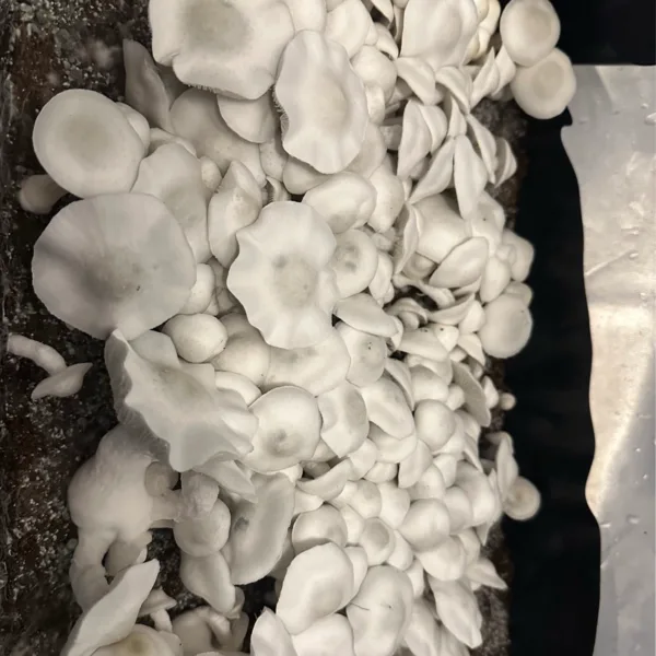 Large flush of ape white cubensis mushrooms in a tub