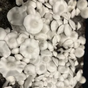 Large flush of ape white cubensis mushrooms in a tub