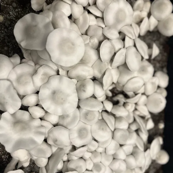 Large flush of ape white cubensis mushrooms in a tub