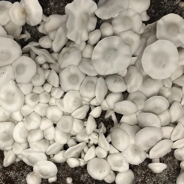 Large flush of ape white cubensis mushrooms in a tub