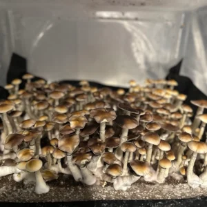 Large flush of aguada cubensis mushrooms in a tub