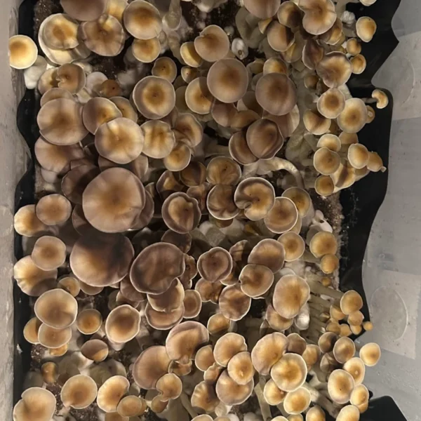 Large flush of aguada cubensis mushrooms in a tub