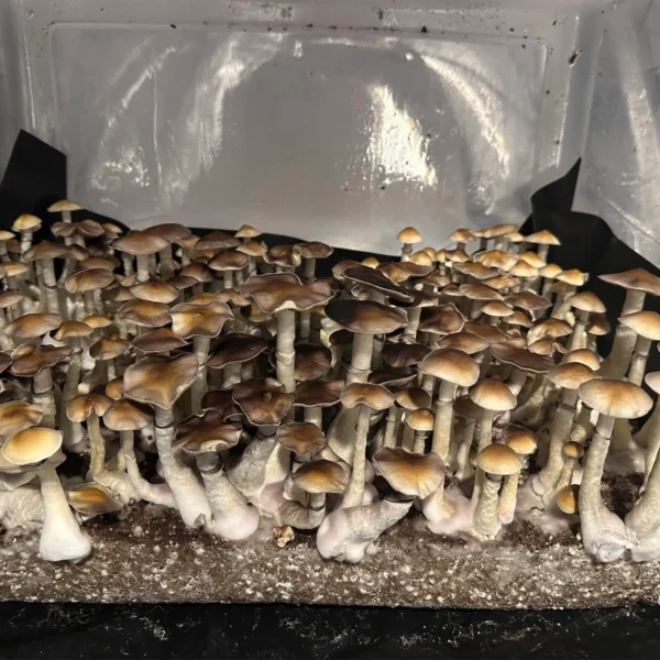 Large flush of aguada cubensis mushrooms in a tub