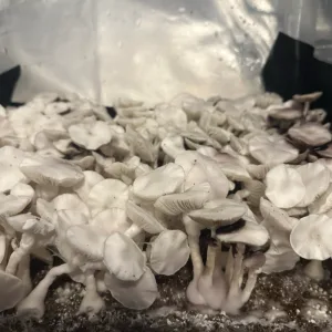 True Leucistic Teacher mushrooms