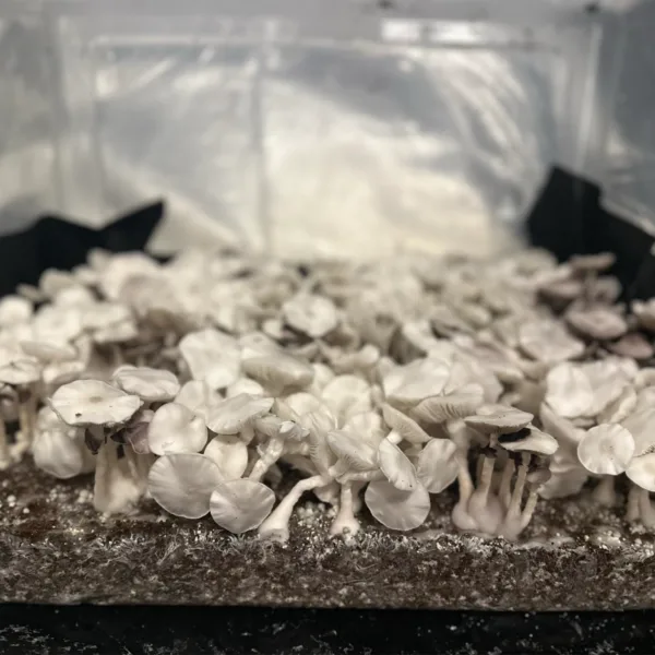 Large flush of true leucistic teacher cubensis mushrooms in a tub