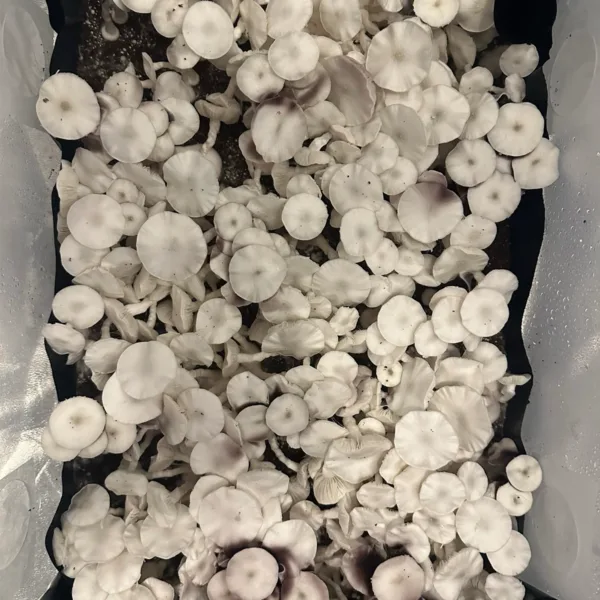 Large flush of true leucistic teacher cubensis mushrooms in a tub