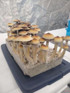 Golden Teacher mushrooms growing out of a substrate block