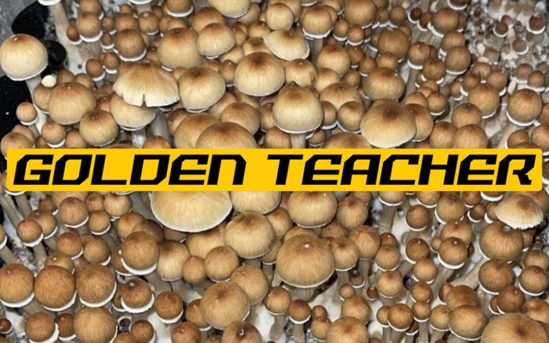 Dozens of Golden Teacher mushrooms