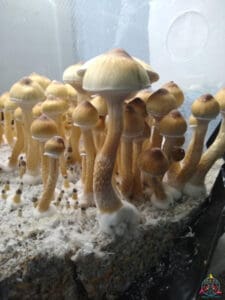 Golden Teacher mushrooms growing in substrate