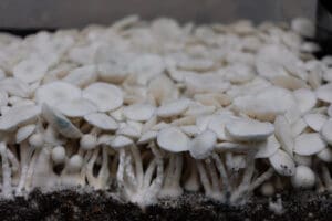 Dozens True Albino Teacher mushrooms growing in substrate, which is related to the Golden Teacher strain