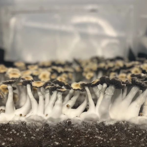 Large flush of leng isolated spore syringe cubensis mushrooms in a tub