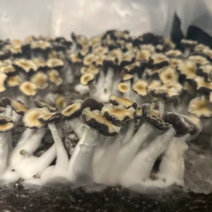 Large flush of leng spore swab mushrooms in a tub