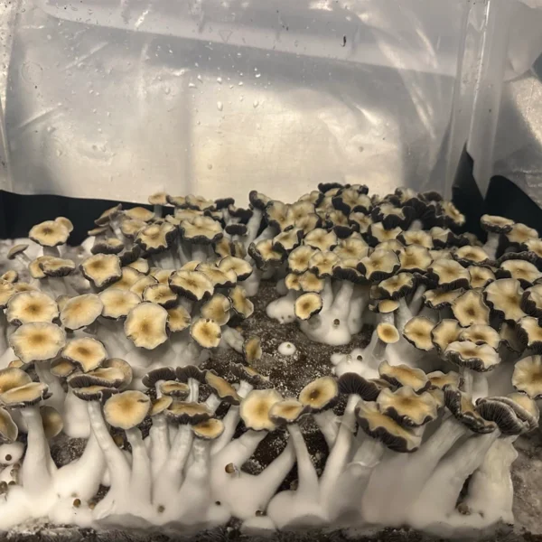 Large flush of leng isolated spore syringe cubensis mushrooms in a tub