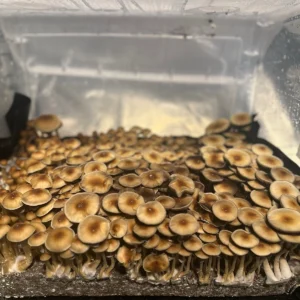 Large flush of pe6 cubensis mushrooms in a tub